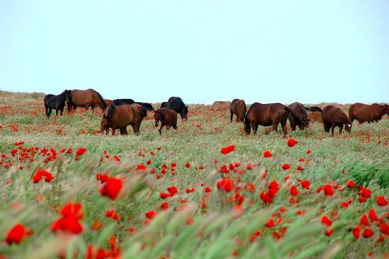 Дыхание предков: День степи — дань уважения природе и кочевому наследию