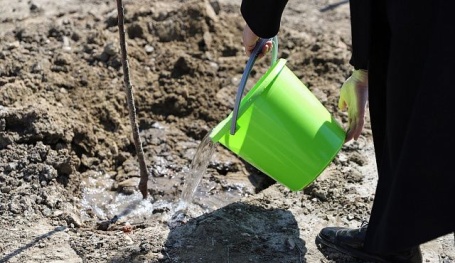 Депутаты Волгоградской областной Думы заложили сад из 100 яблонь в Дзержинском районе